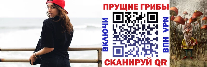 закладки  Новокузнецк  Галлюциногенные грибы Psilocybe 