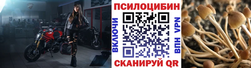 Псилоцибиновые грибы Psilocybe Новокузнецк